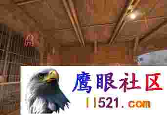 [CSGO]CSGO2·xvisual单板热能透视作弊辅助 v2.13